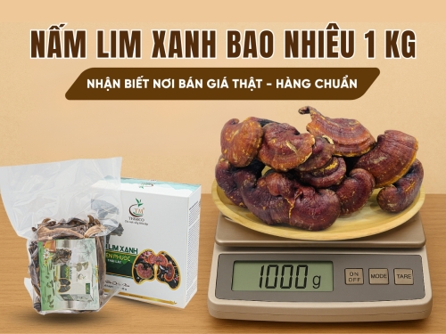 [Cập nhật 2025] Nấm Lim Xanh bao nhiêu 1 kg? Cách nhận biết nơi bán giá thật - hàng chuẩn